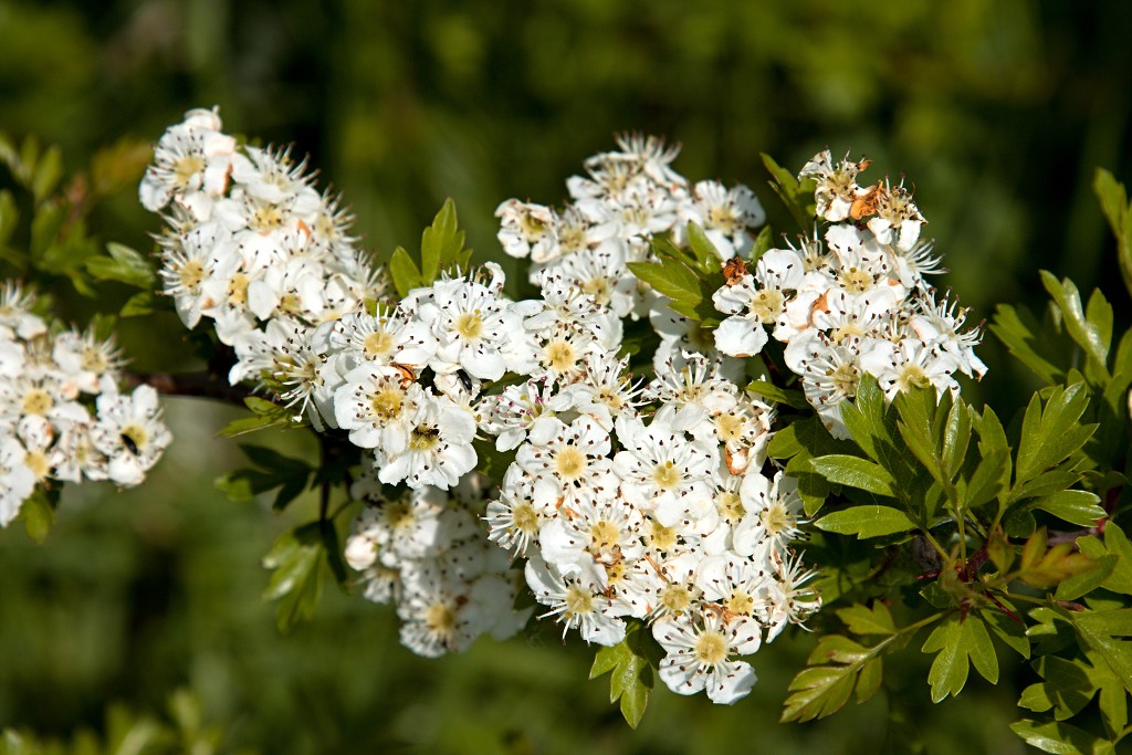 bloesem hdr voorjaar lente bloem bloemen flora fruitbomen betuwe kersenbloesem japan sakura fruit fruitbomen
